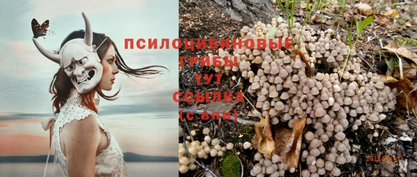 apvp Богданович