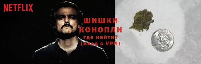 прущие грибы Богородицк