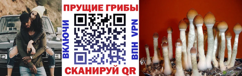 Псилоцибиновые грибы мицелий  гидра как зайти  Дорогобуж 